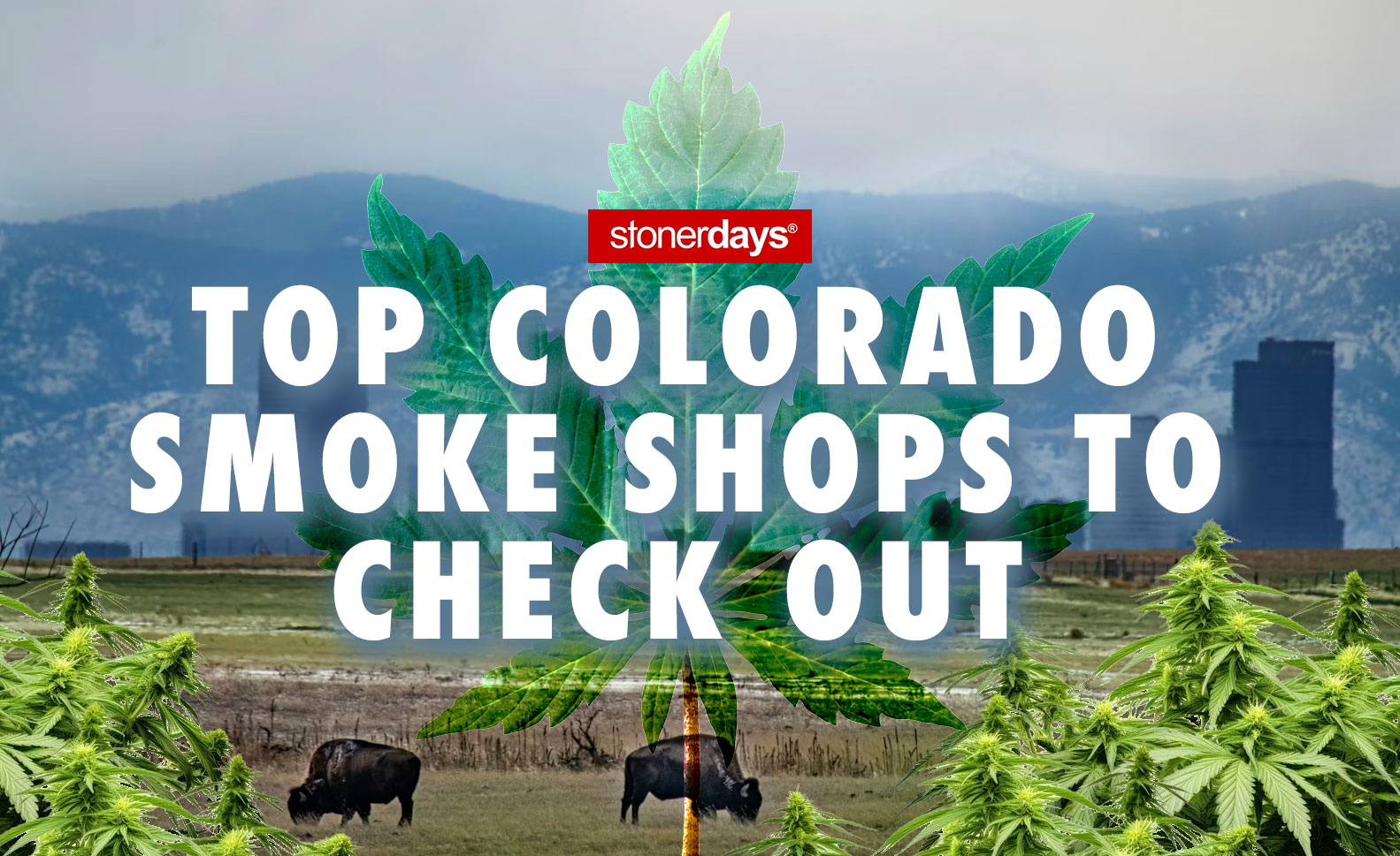 Top Colorado Smoke Shops to Check Out