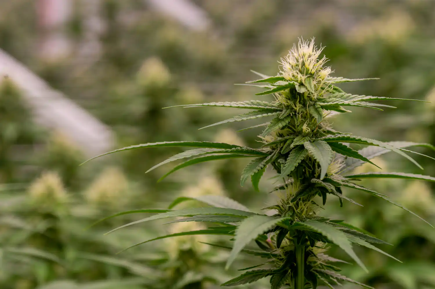 Oklahoma Officials Say Medical Marijuana Businesses Must Register With Federal DEA To Avoid Punishment Oklahoma Officials Say Medical Marijuana Businesses Must Register With Federal DEA To Avoid Punishment