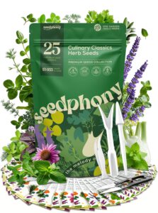 cannabis seeds