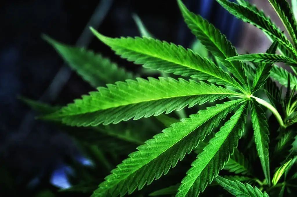 Idaho Medical Marijuana Campaign Has More Than 100,000 Signatures For Legalization Ballot Measure As Deadline Nears