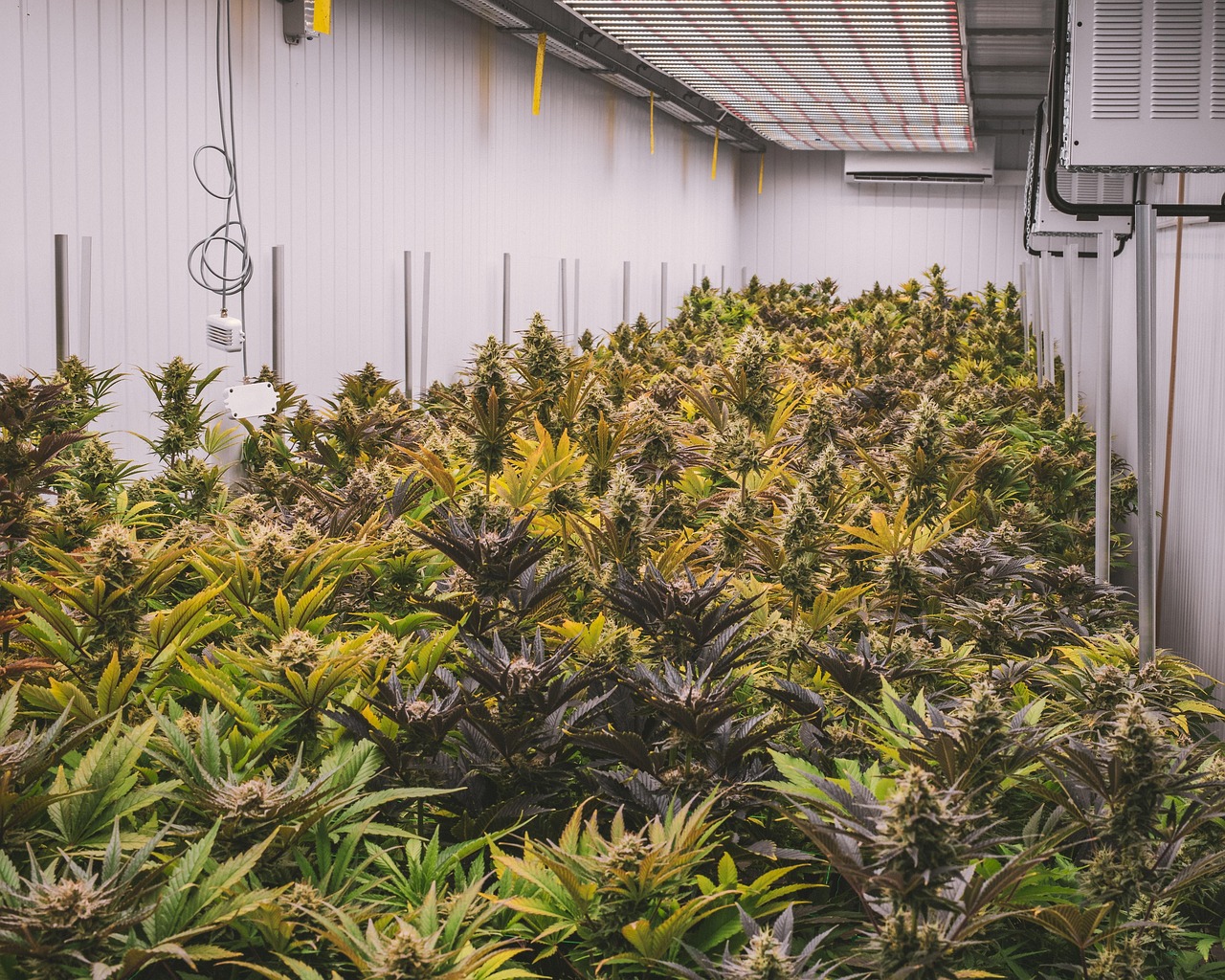 Singapore prepares to execute man for cannabis offense – JURIST