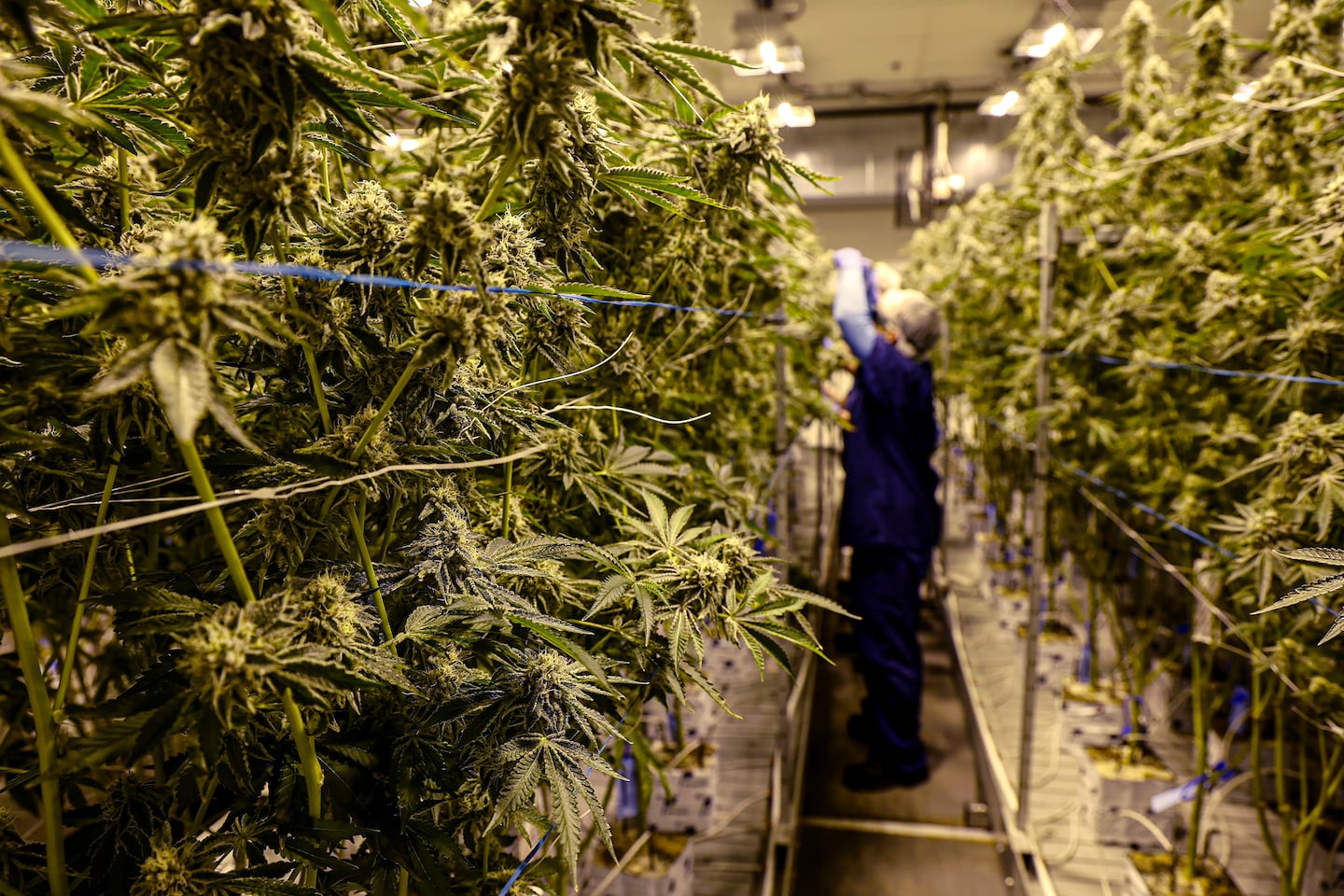 Cannabis regulators impose cultivation license freeze amid market glut Cannabis regulators impose cultivation license freeze amid market glut