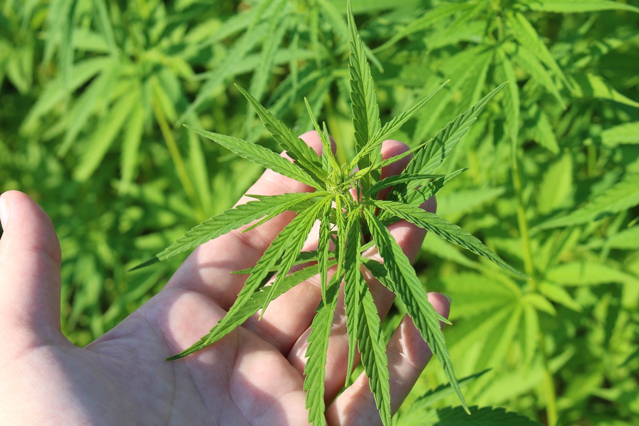 Why Medical Marijuana Patients Are Turning to Home Cultivation for Better Control and Quality Why Medical Marijuana Patients Are Turning to Home Cultivation for Better Control and Quality