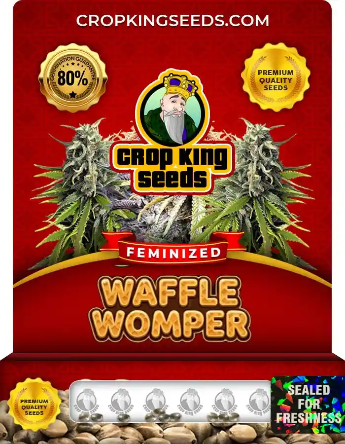 Waffle Womper Strain Feminized Seeds Waffle Womper Strain Feminized Seeds