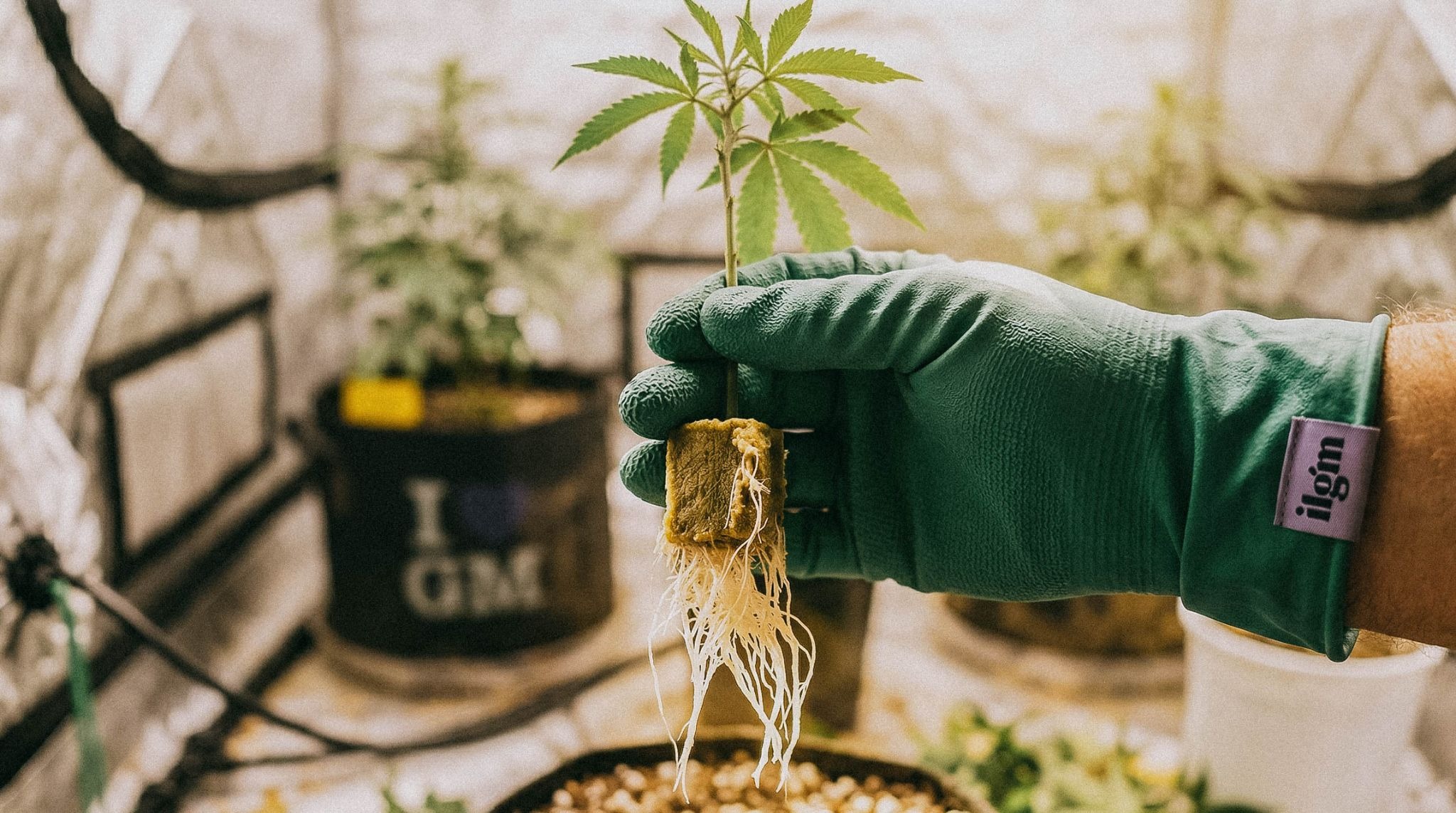 How to Root Cannabis Clones Fast: A Complete Guide for Healthy Rooting
