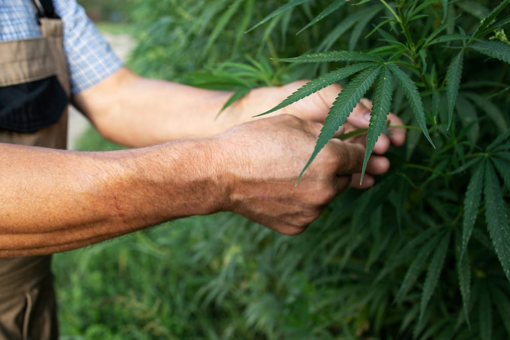 The Anatomy of a High-Yield Harvest: From Seed Selection to Curing