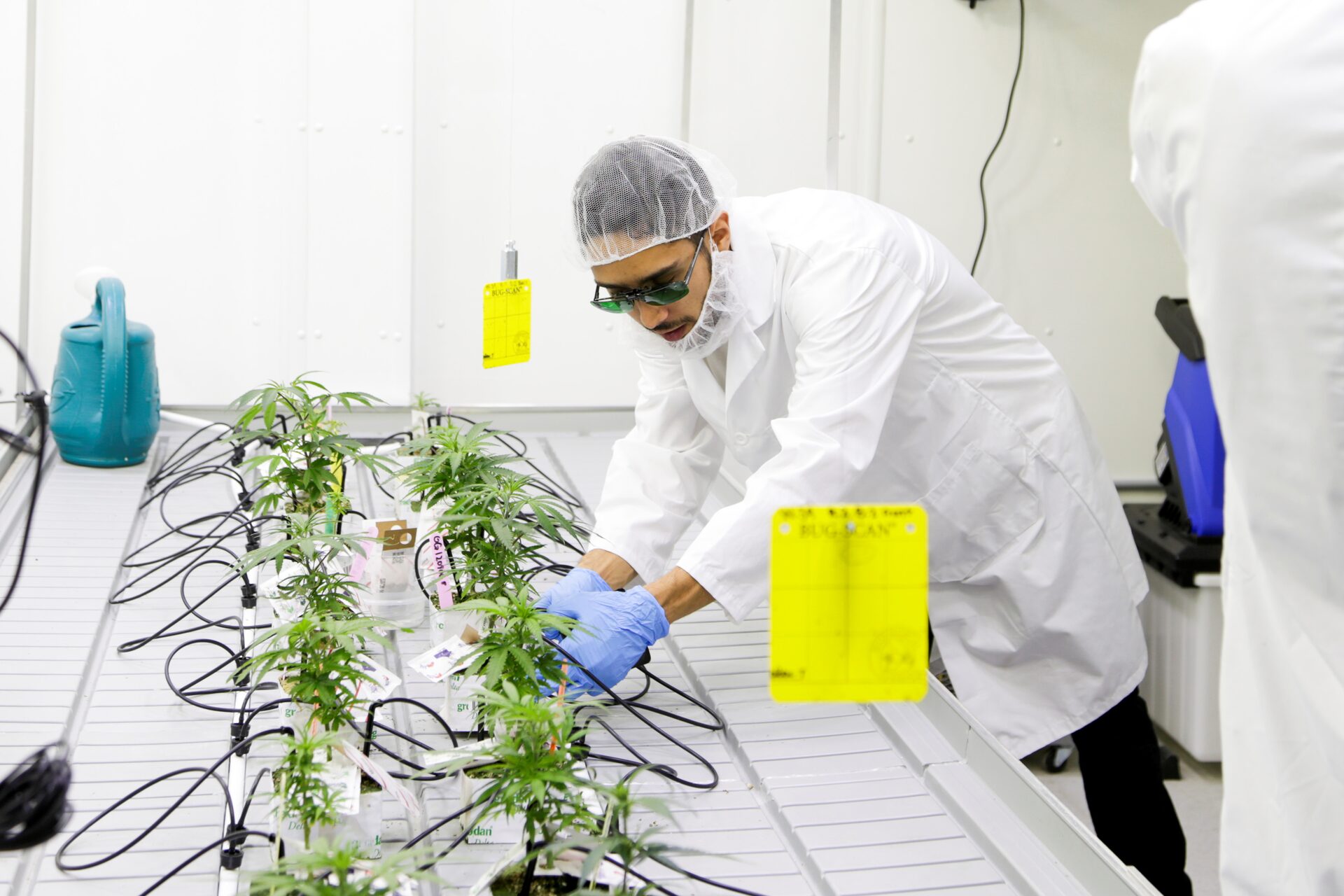 First regulate cannabis cultivation. Licence it after