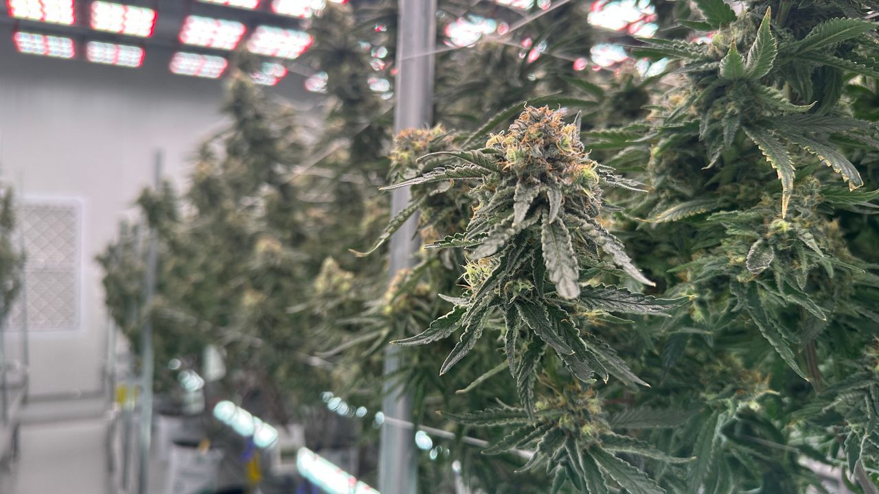 How reclassification affects medical cannabis in Kentucky