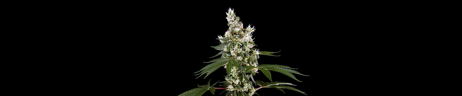 Tsarina Feminized Grow Report Tsarina Feminized Grow Report