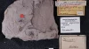 World’s Oldest Cannabis Plant May Have Been Found in a Berlin Museum — and It’s 56 Million Years Old World’s Oldest Cannabis Plant May Have Been Found in a Berlin Museum — and It’s 56 Million Years Old