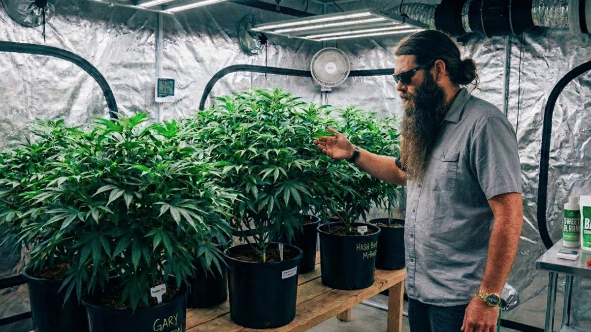 How to Maintain a Healthy Cannabis Mother Plant: Full Guide How to Maintain a Healthy Cannabis Mother Plant: Full Guide