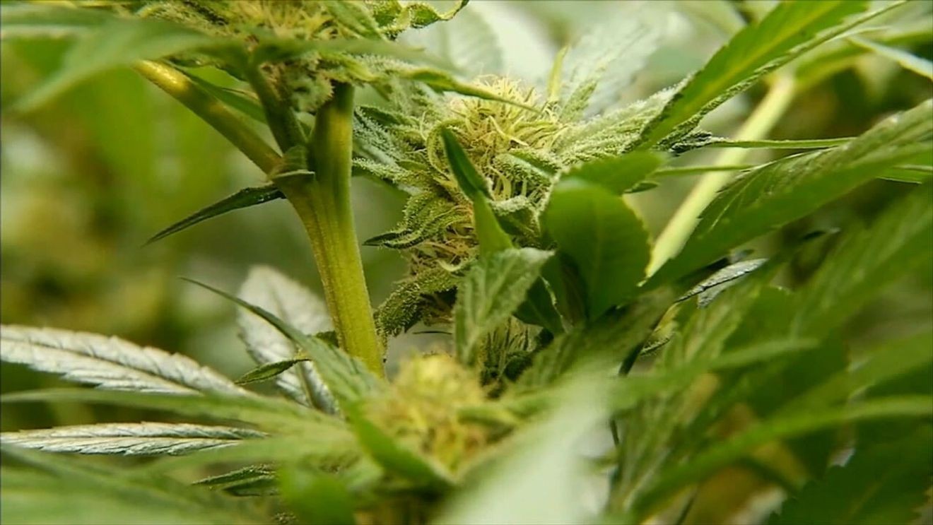Man found with 150 pounds of cannabis on Northway in Clifton Park, State Police say Man found with 150 pounds of cannabis on Northway in Clifton Park, State Police say