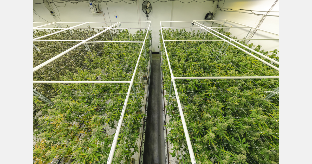 Safe Harbor expands financial platform to aid cannabis industry growth Safe Harbor expands financial platform to aid cannabis industry growth