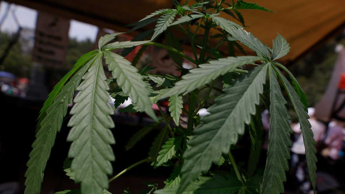US government didn’t legalize marijuana: 4 cannabis misconceptions explained US government didn’t legalize marijuana: 4 cannabis misconceptions explained