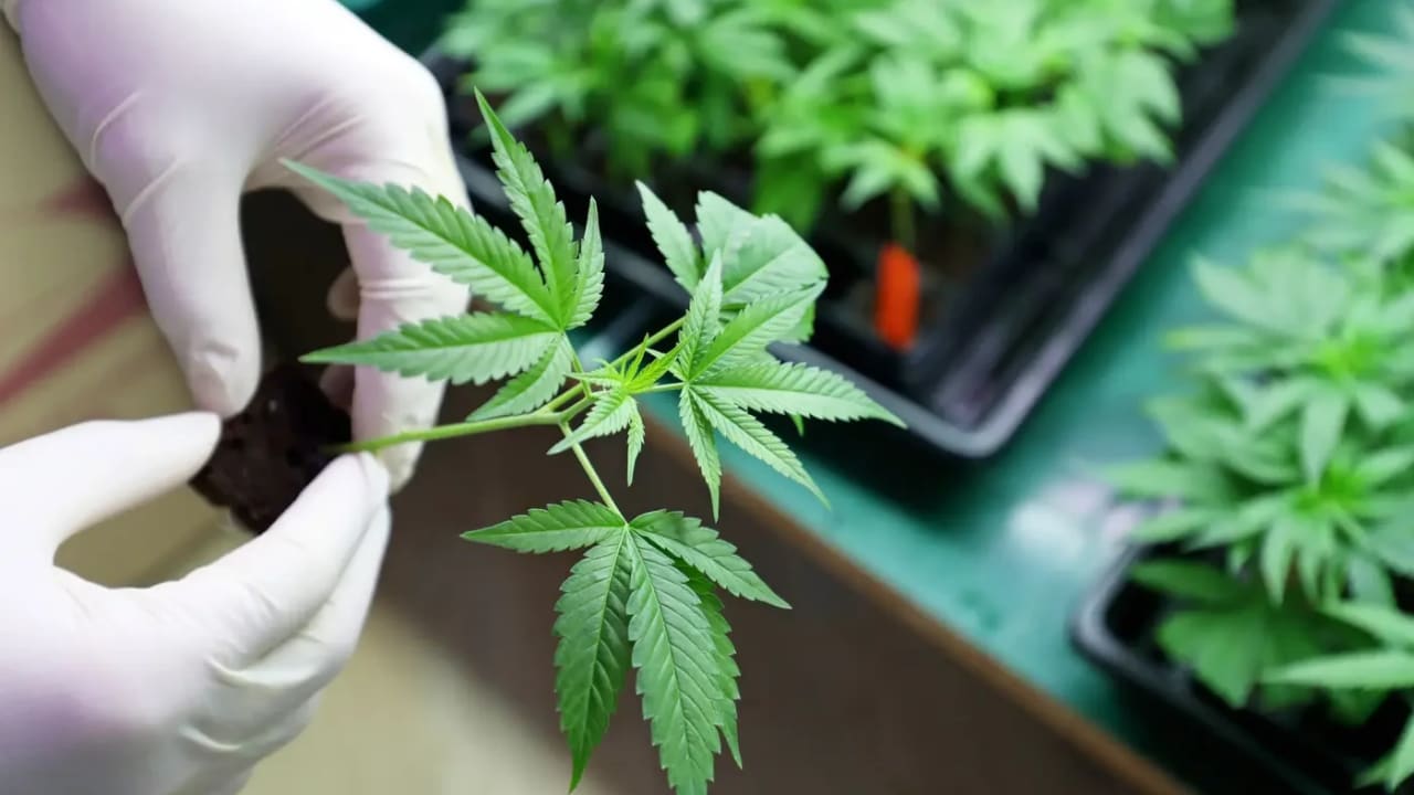 Health Ministry updates guidelines for medical cannabis perscription Health Ministry updates guidelines for medical cannabis perscription