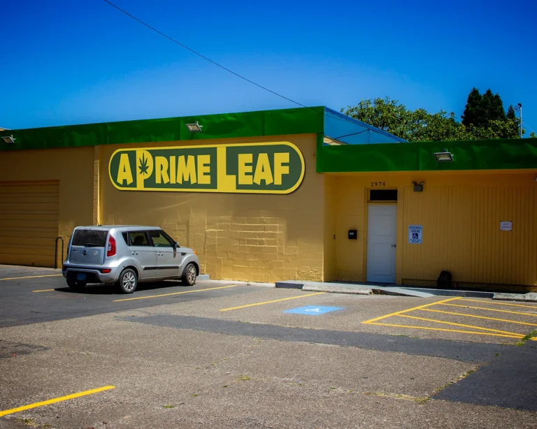 A Prime Leaf 768x614