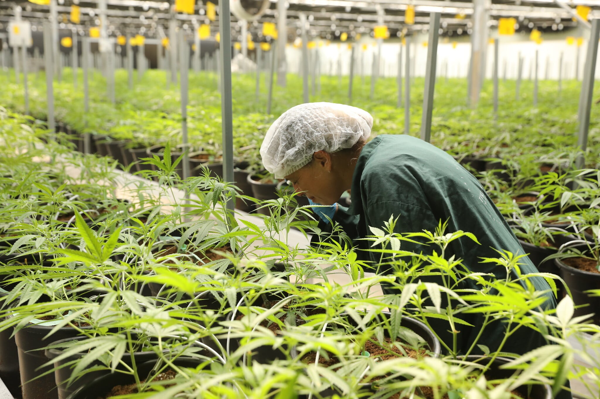 Health Ministry panel seeks to halt use of medical cannabis in smokable form Health Ministry panel seeks to halt use of medical cannabis in smokable form