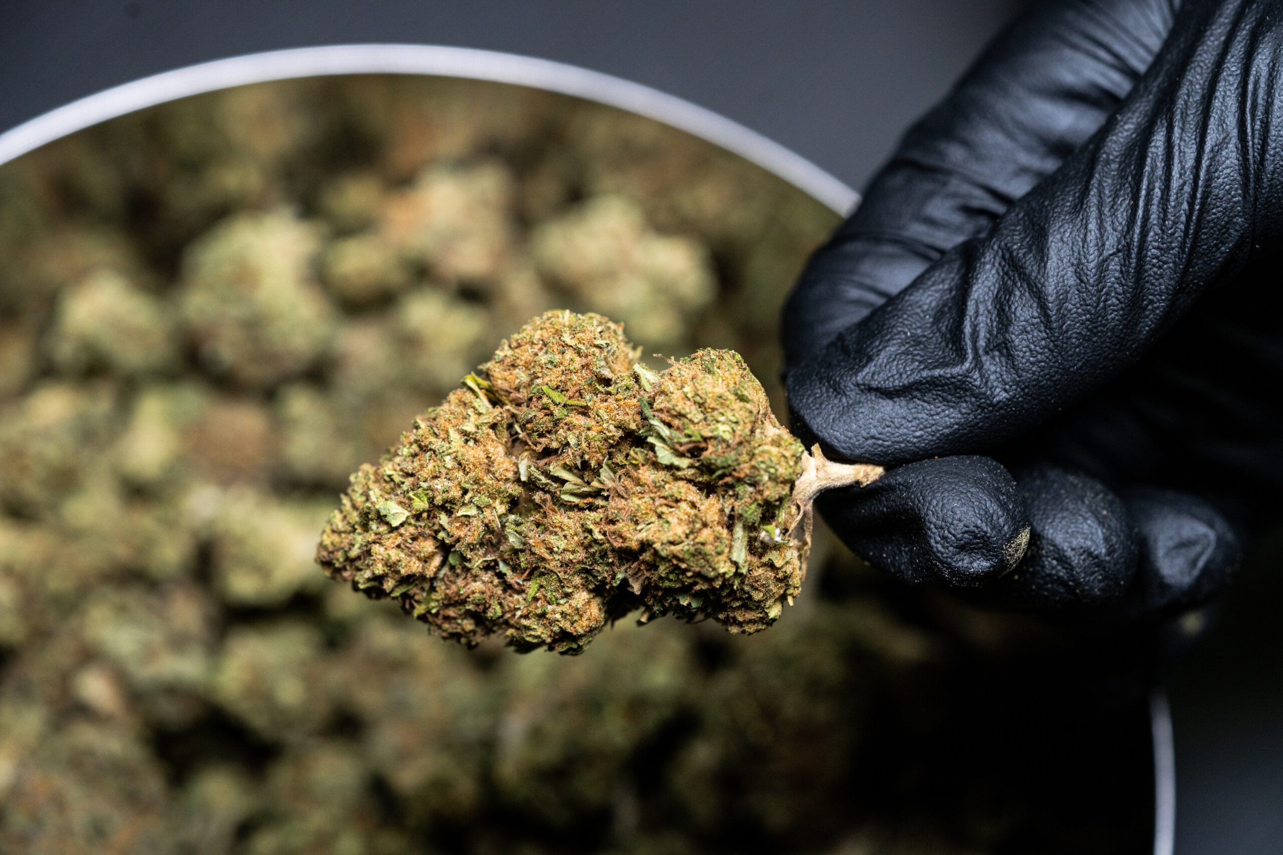 Charlotte lawmaker sponsors cannabis referendum bill
