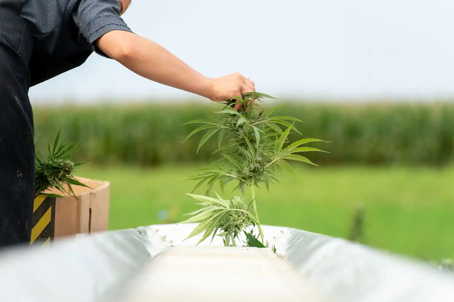 ‘Medical Marijuana Is Now Legal In South Carolina,’ GOP Senator Declares As Republican Governor Candidate Calls It A ‘Gateway Drug’
