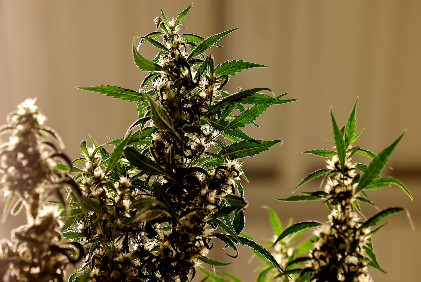 High court debates marijuana repeal petition’s summary