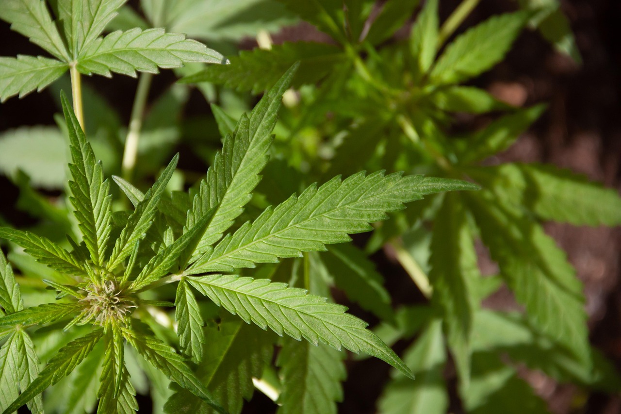 How Doctors Decide If Medical Cannabis Is Right for You How Doctors Decide If Medical Cannabis Is Right for You