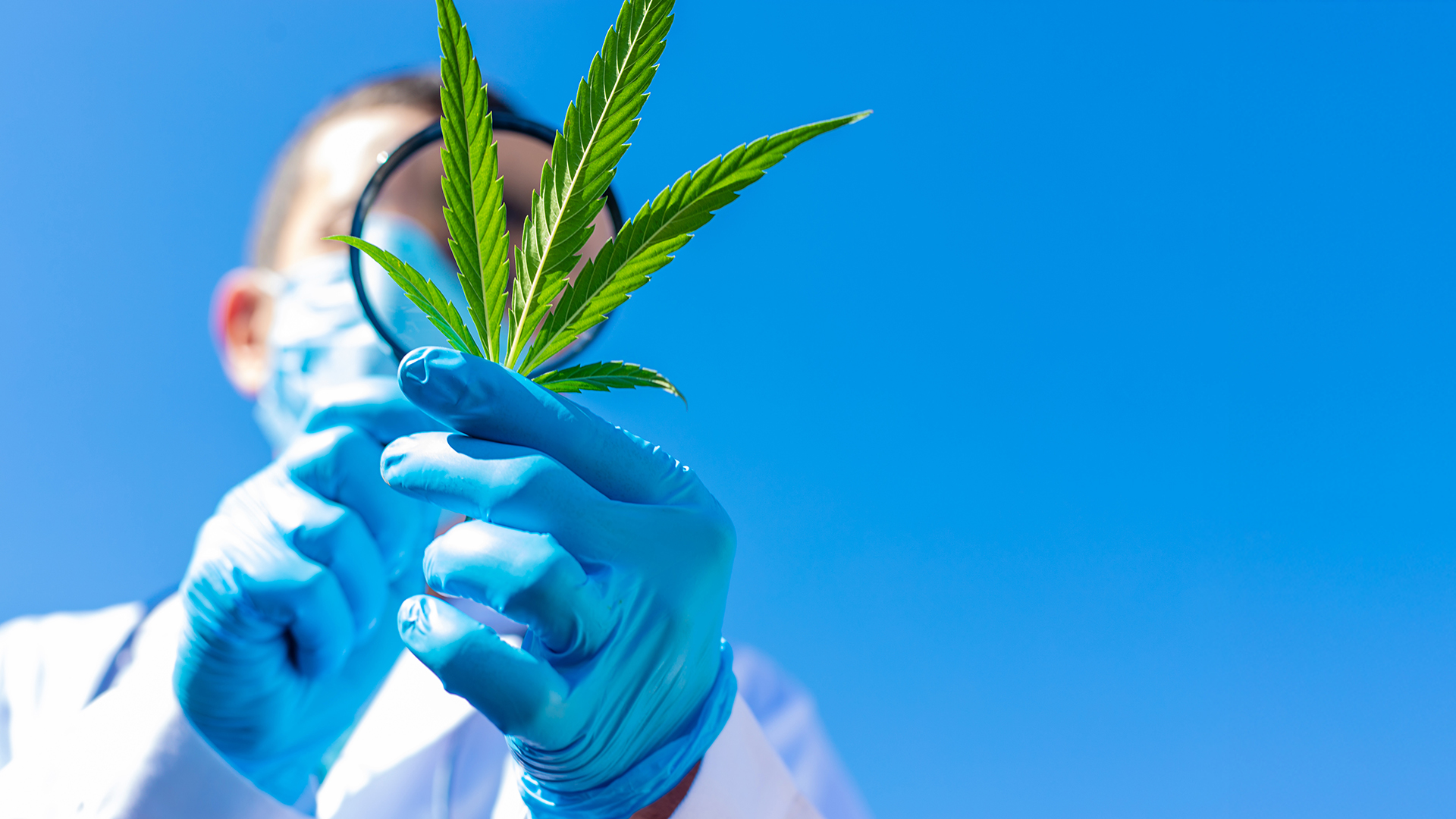 Comment: Time to look again at medical cannabis Comment: Time to look again at medical cannabis