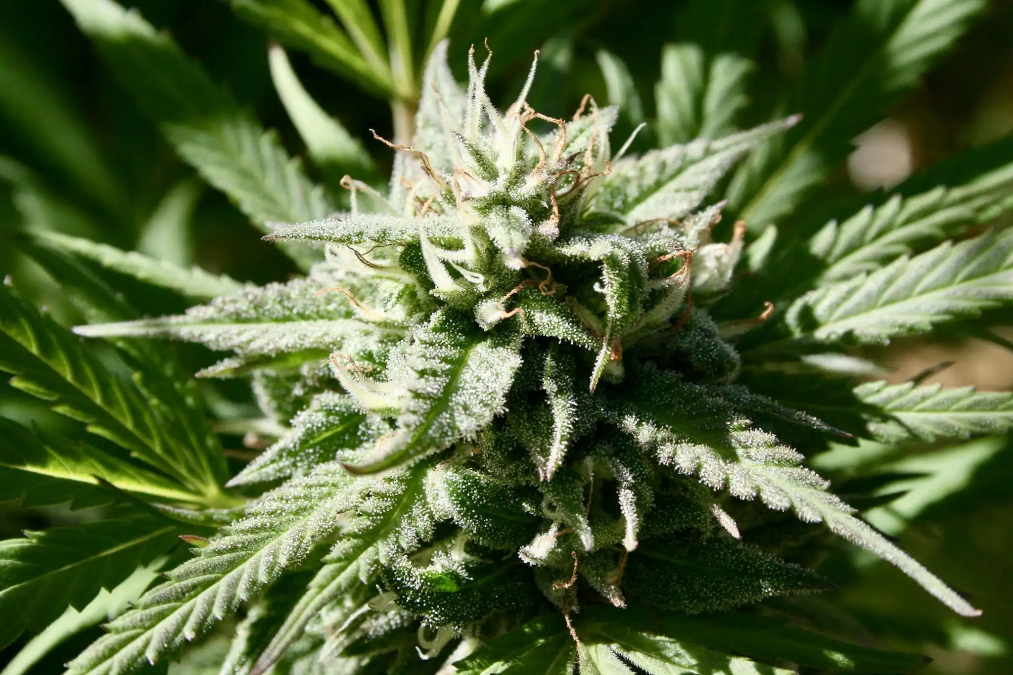 Connecticut Lawmakers Pass Bill To Reinstate THC Limits For Marijuana Flower Connecticut Lawmakers Pass Bill To Reinstate THC Limits For Marijuana Flower