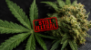 ‘It’s Still Illegal’: Trump’s Drug Czar on Marijuana Reclassification ‘It’s Still Illegal’: Trump’s Drug Czar on Marijuana Reclassification
