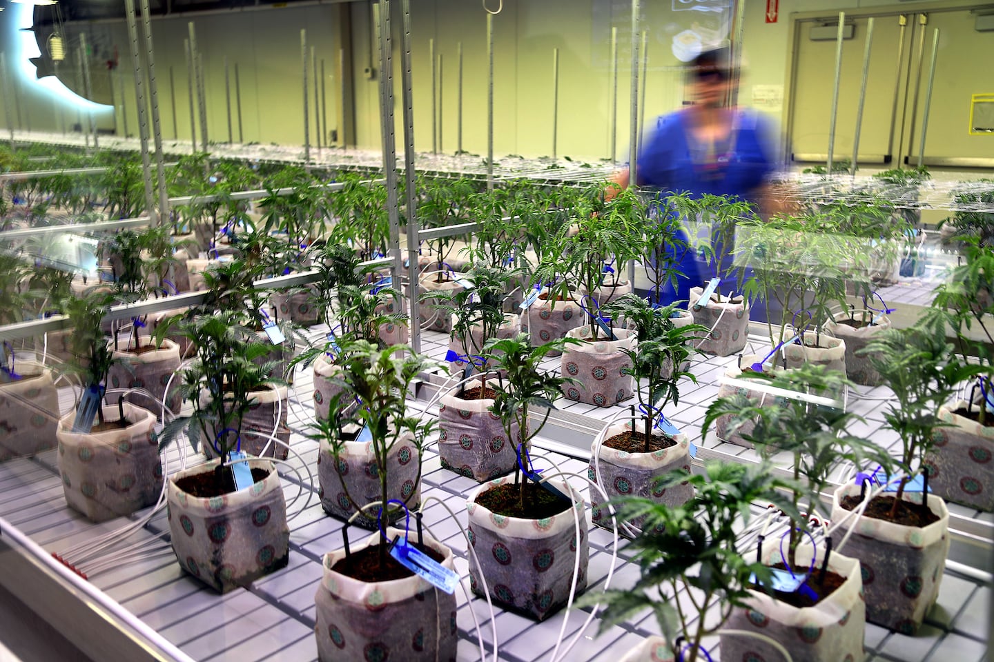 Healey will soon re-make the Cannabis Commission Healey will soon re-make the Cannabis Commission