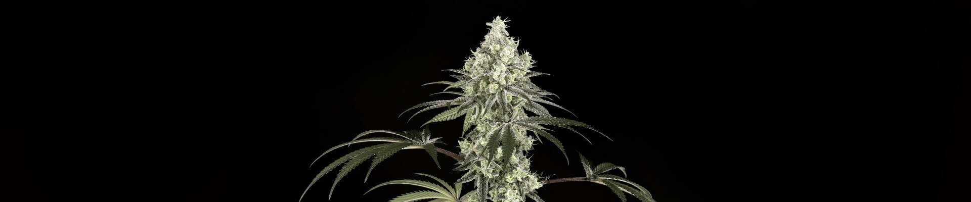 Dragon Milk Feminized Grow Report Dragon Milk Feminized Grow Report