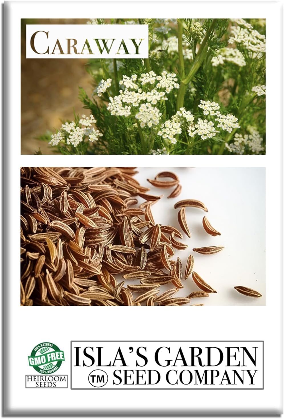 Caraway Herb Seeds (Carum carvi) – 250+ Non-GMO & Heirloom Seeds for Planting, Aromatic Culinary Herb with Flavorful Seeds, by Isla’s Garden Seeds, Great Home Garden Gift Idea