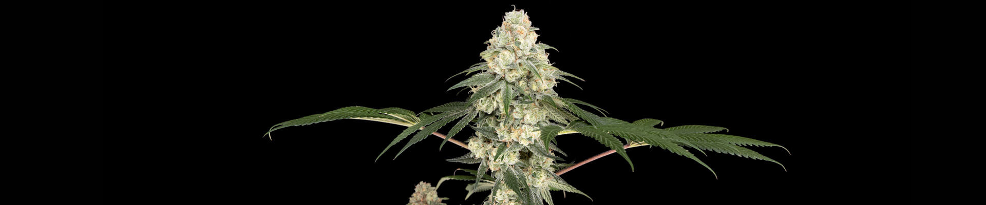 Vienna Cotta Feminized Grow Report Vienna Cotta Feminized Grow Report