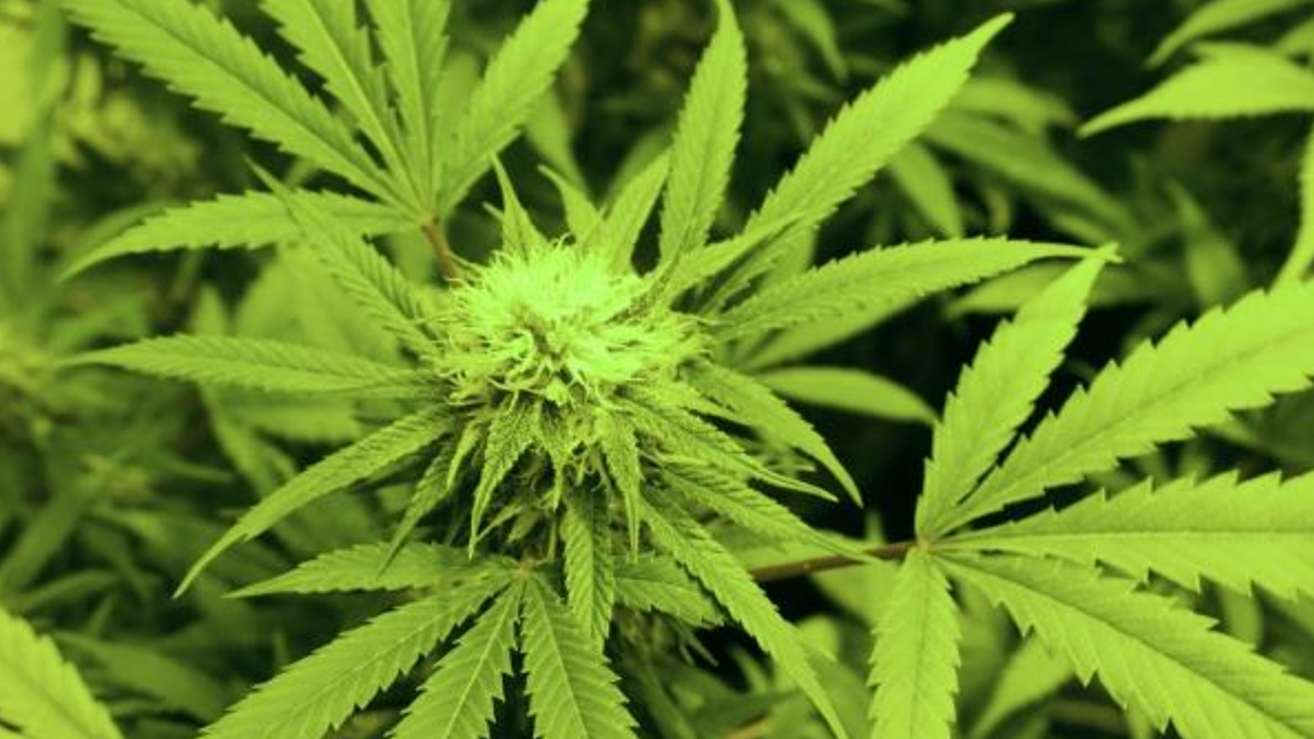 Updated: Spanberger snuffs out legislation to launch recreational pot market in Virginia