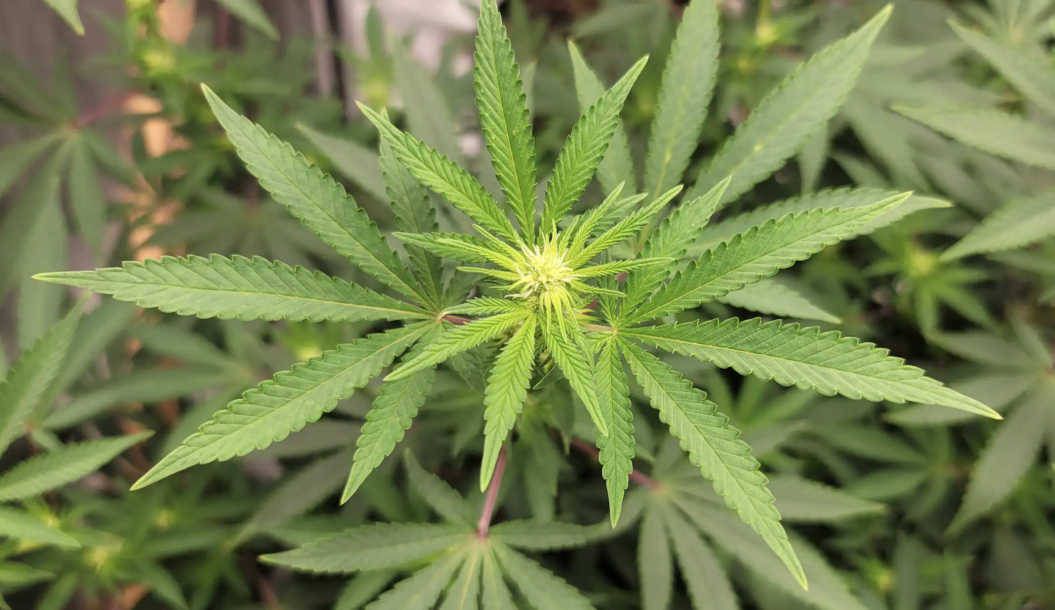 TSA clarifies “no changes” in medical cannabis policy for airports (Newsletter: May 21, 2026) TSA clarifies “no changes” in medical cannabis policy for airports (Newsletter: May 21, 2026)