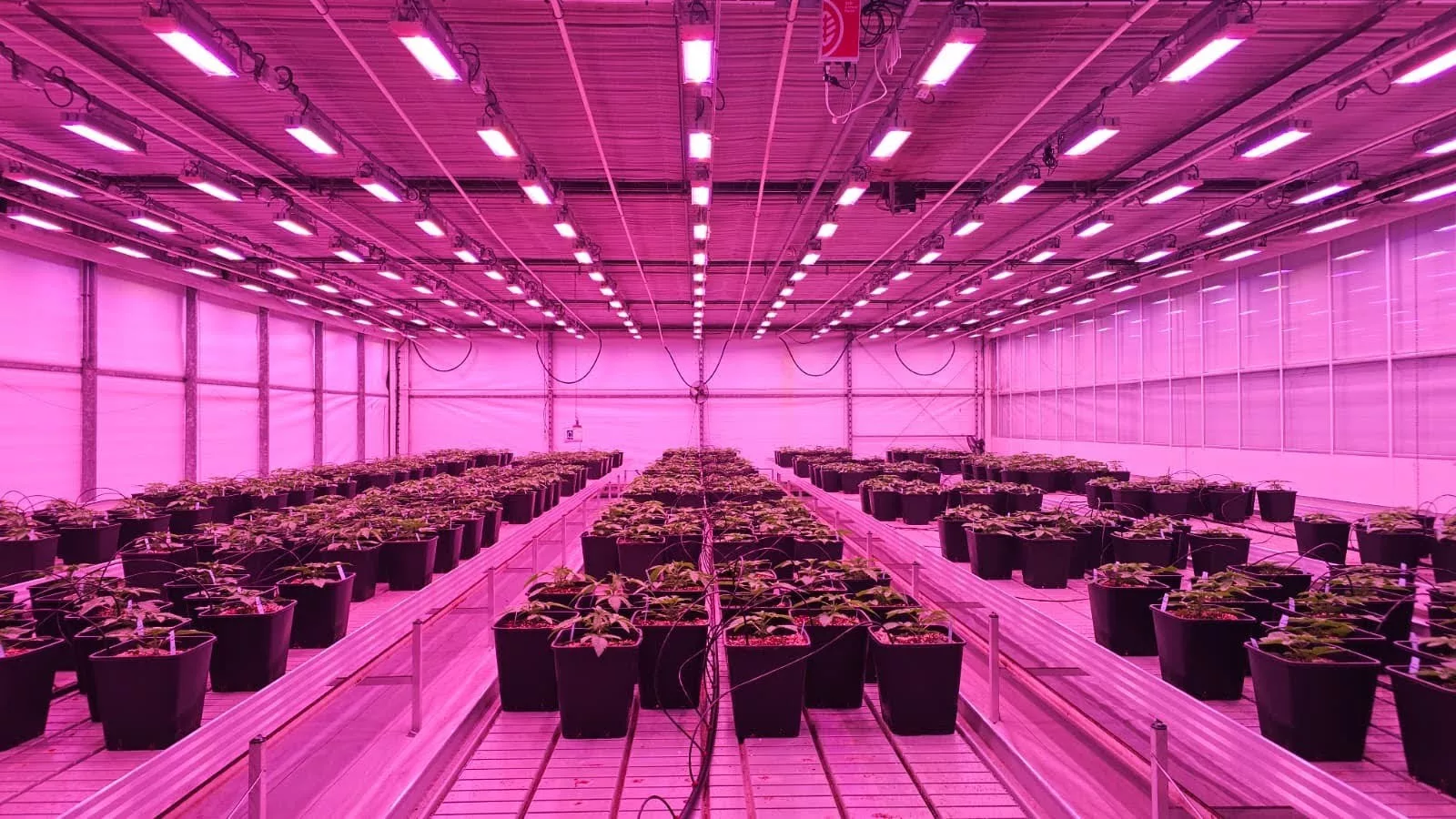 PGP Farmer Launches 30-Variety Dutch Trial to Set Dordogne Production Blueprint PGP Farmer Launches 30-Variety Dutch Trial to Set Dordogne Production Blueprint