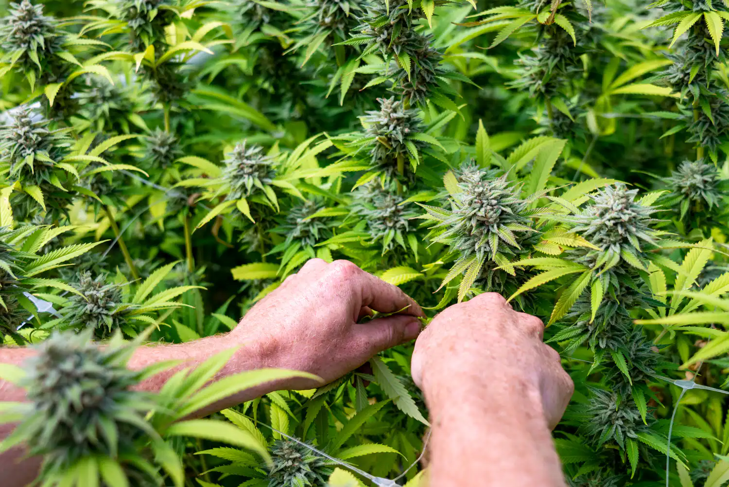 Virginia Governor’s Marijuana Veto Is Very Unpopular With Voters, New Poll Shows Virginia Governor’s Marijuana Veto Is Very Unpopular With Voters, New Poll Shows