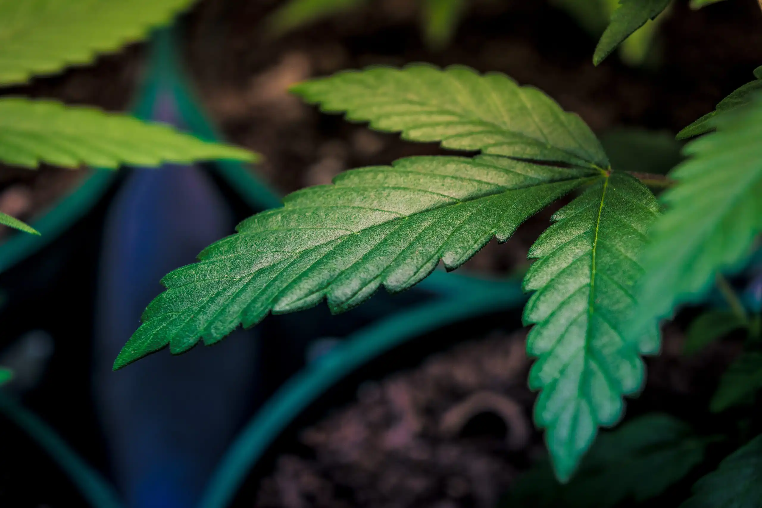 Alabama Officials Move To Delay Automatic Rescheduling Of Marijuana Under State Law Following Trump’s Federal Move