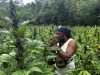 The Holy Trinity: Ganja, Mushrooms, and a Steam Chalice in Jamaica The Holy Trinity: Ganja, Mushrooms, and a Steam Chalice in Jamaica