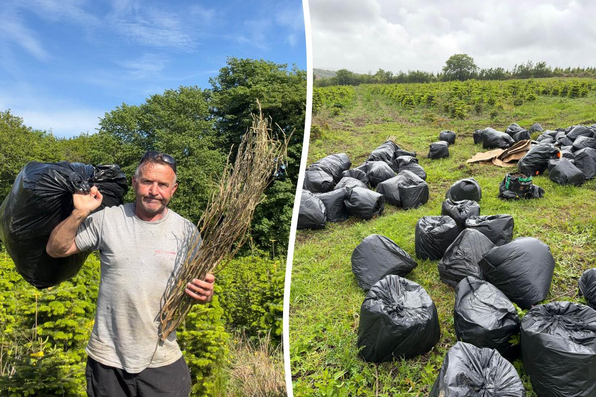 Shock as farmer finds 120 cannabis plants dumped in 80 bin bags among Christmas trees Shock as farmer finds 120 cannabis plants dumped in 80 bin bags among Christmas trees