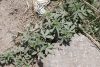 Survival Crop: When Countries Collapse, Cannabis Becomes a Lifeline Survival Crop: When Countries Collapse, Cannabis Becomes a Lifeline