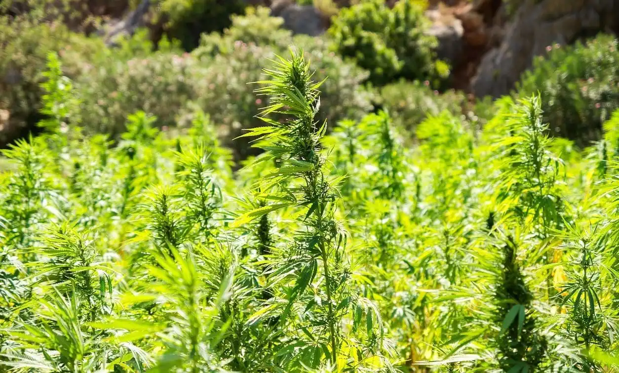 Congress Is Unlikely To Prevent A New Federal Ban On Hemp THC Products This Year, Top Marijuana Reform Group Says