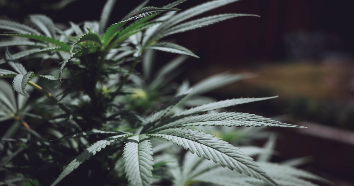 Illinois lawmakers roll out broad cannabis industry overhaul
