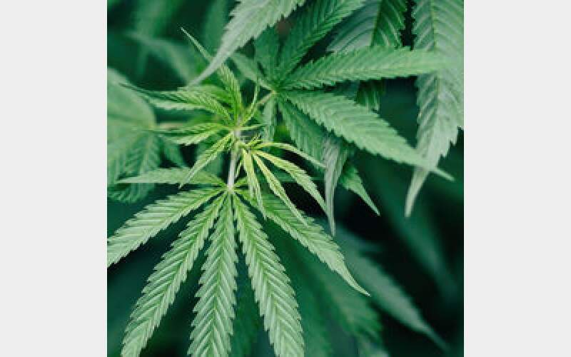 Three cannabis shops shut down in Binghamton area