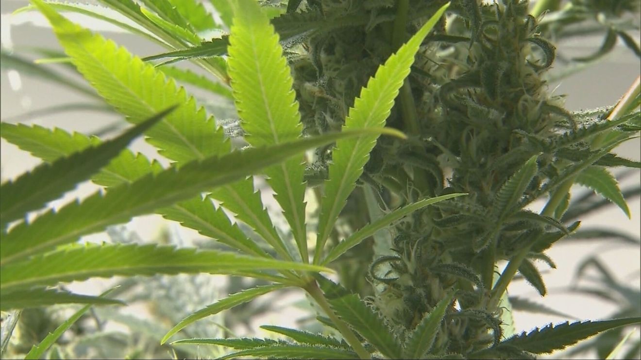 Indiana attorney general sues Trump administration over cannabis rescheduling