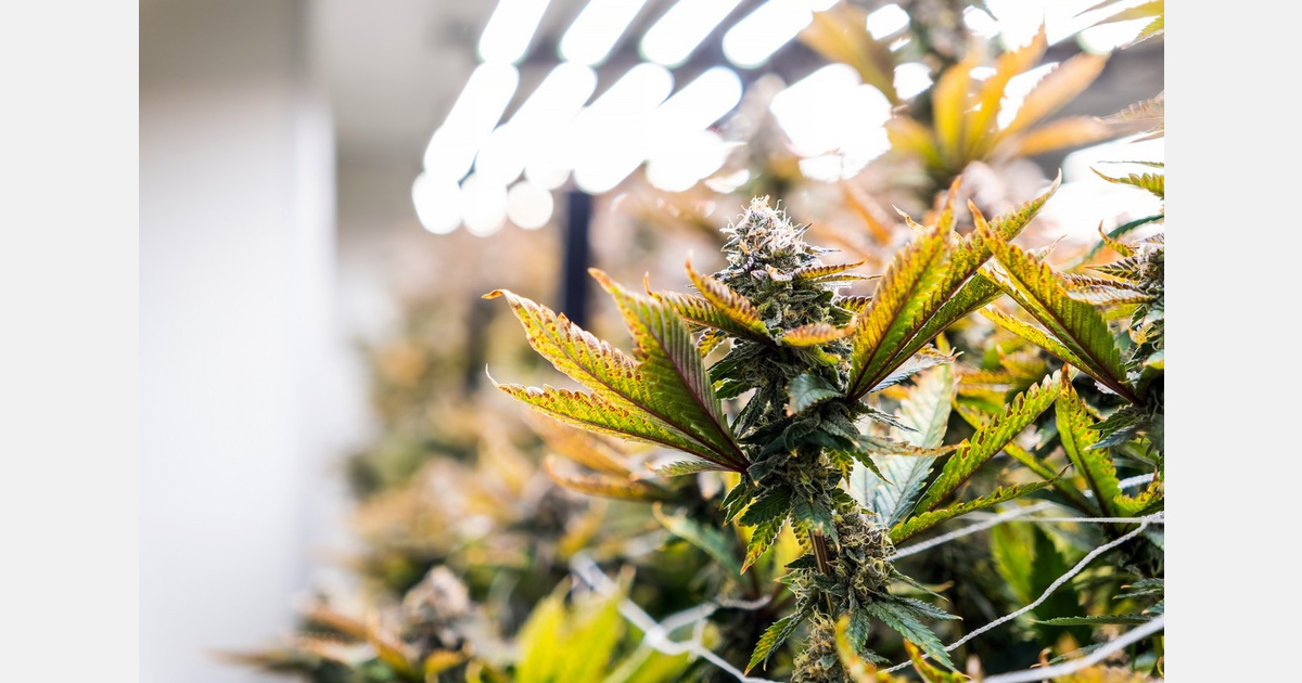 DC Cannabis Board moves to deny Capitol Hill retailer license over owner’s alleged ties to illegal operations