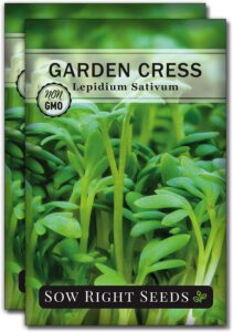 cannabis seeds