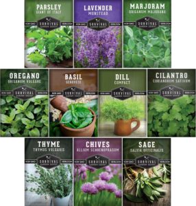 cannabis seeds
