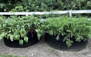 cannabis accessories growing