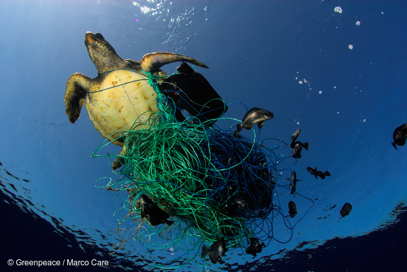 Bycatch Turtle Greenpeace