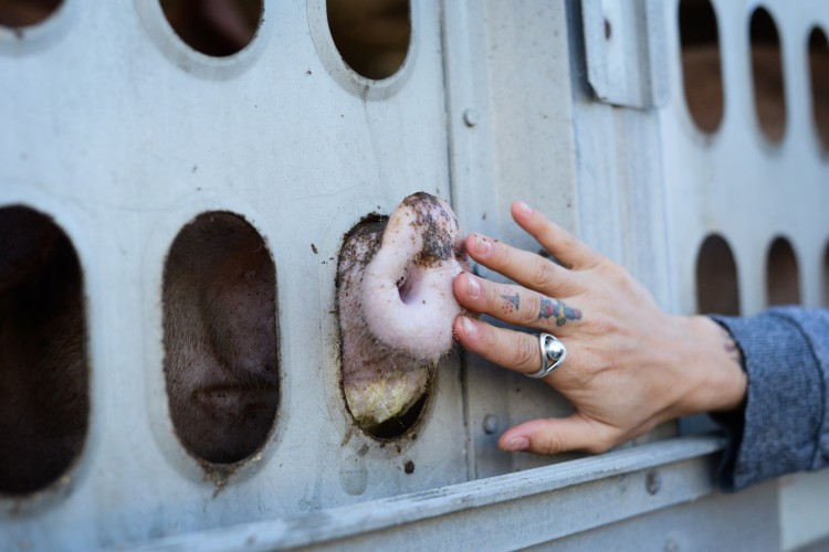 Activist's hand on the snout of a pig peering through a transport truck